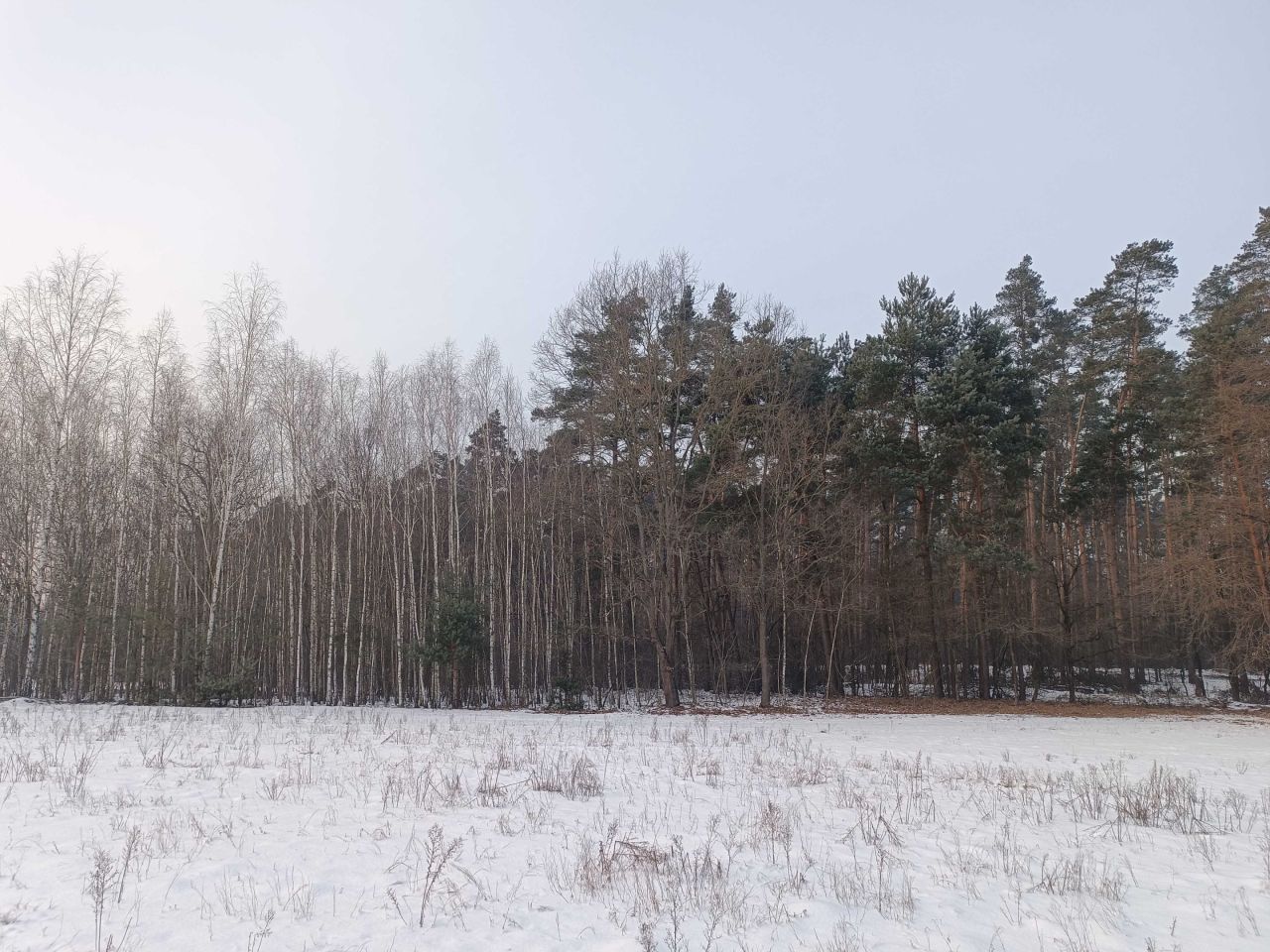 Działka rolna Bieliny. Zdjęcie 4