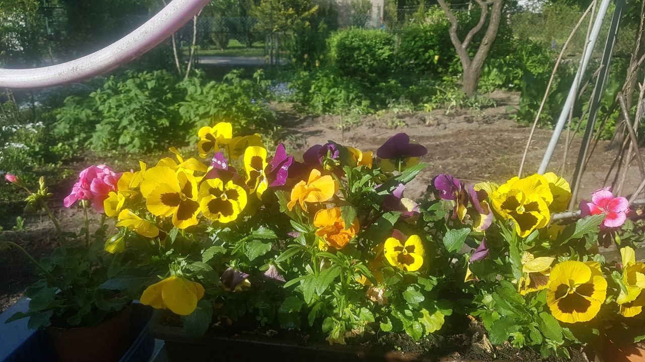 Działka rod Poznań Ławica, ul. Bukowska. Zdjęcie 8