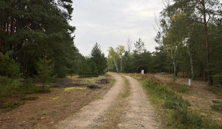 Działka leśna Michałów-Reginów