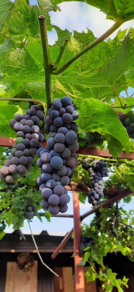 Działka rod Strzelce Opolskie. Zdjęcie 5