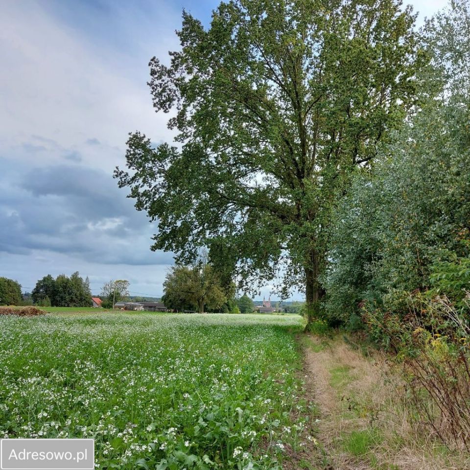 Działka rolno-budowlana Budy Dłutowskie. Zdjęcie 8