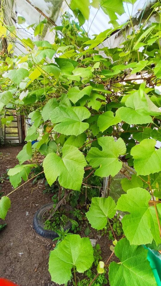 Działka rod Mrągowo. Zdjęcie 6