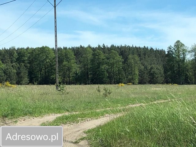 Działka leśna Wały. Zdjęcie 3