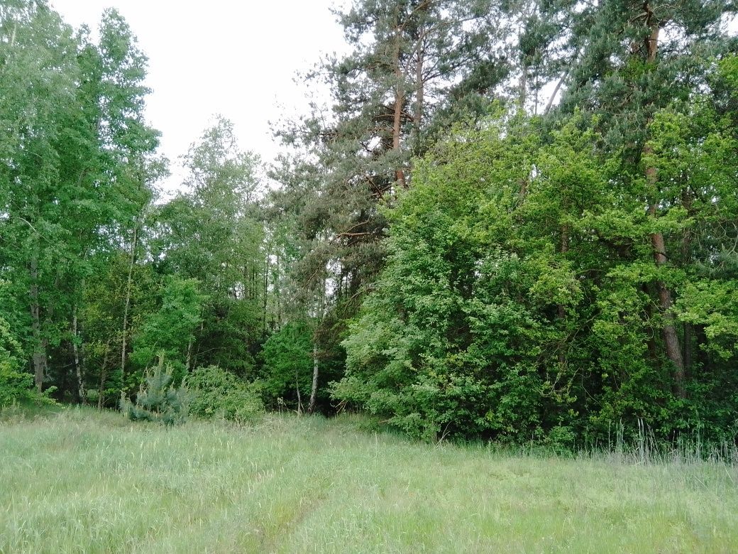 Działka rolno-budowlana Zofia. Zdjęcie 7