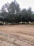 Działka budowlana Katarzynopole. Zdjęcie 1