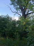 Działka budowlana Puławy Górna Niwa, ul. Wacława Sieroszewskiego. Zdjęcie 1