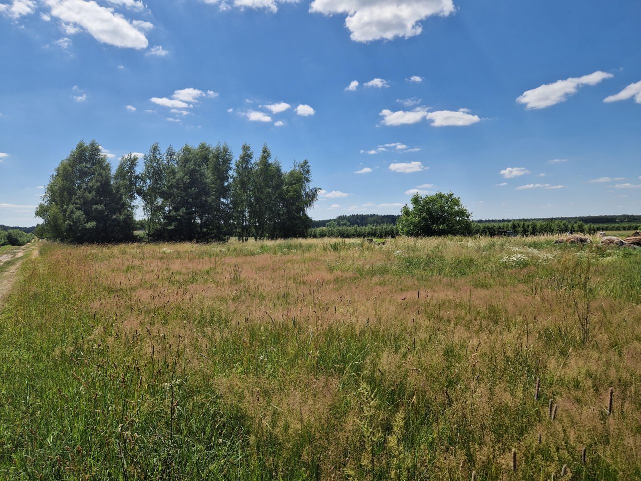 Działka rekreacyjna Bieliny. Zdjęcie 3