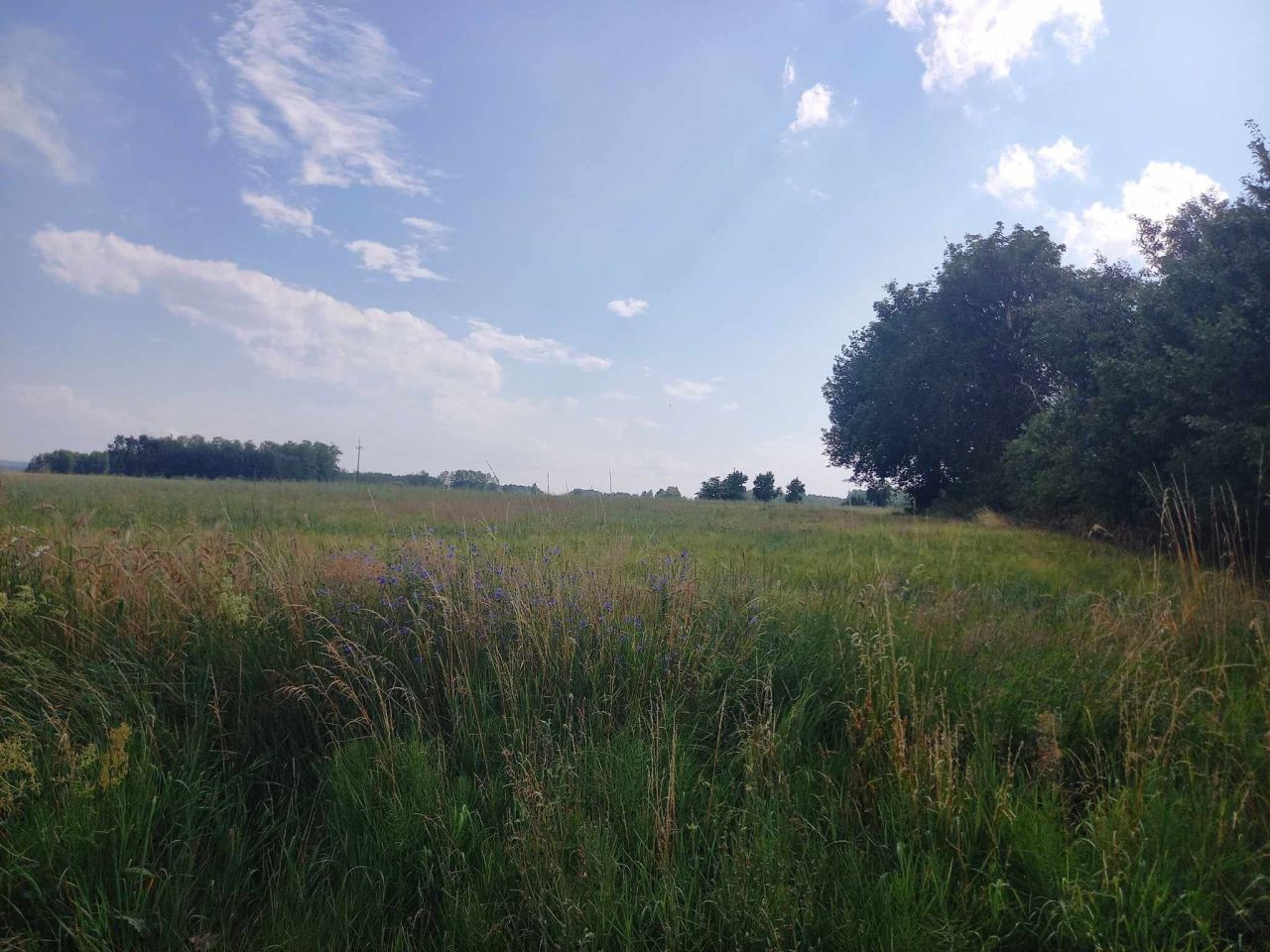 Działka budowlana Brodna, ul. Wiejska