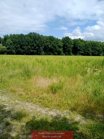 Działka rolna Dębina. Zdjęcie 3