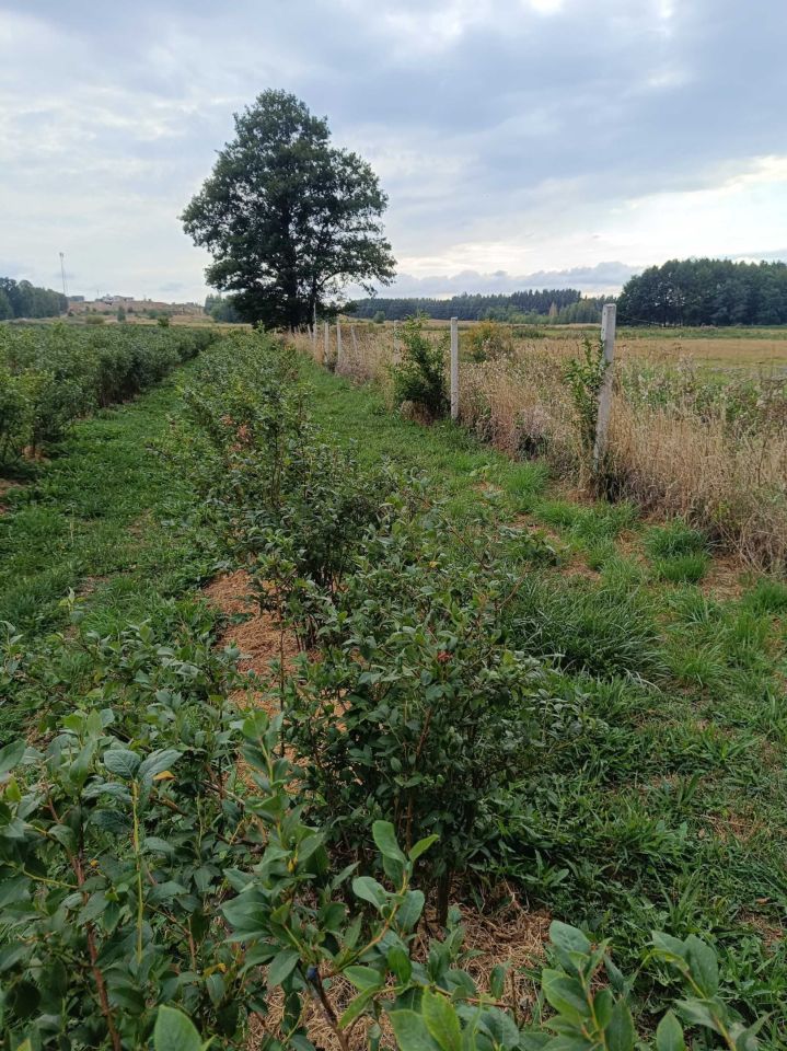 Działka rolna Skrudki. Zdjęcie 2
