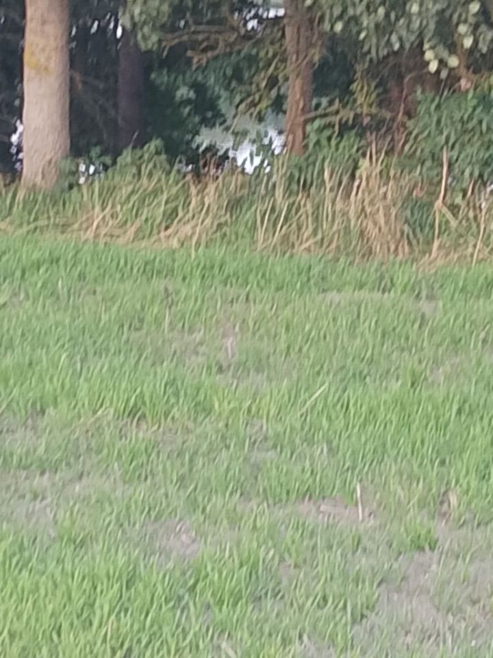 Działka rekreacyjna Wiewiórczyn. Zdjęcie 4
