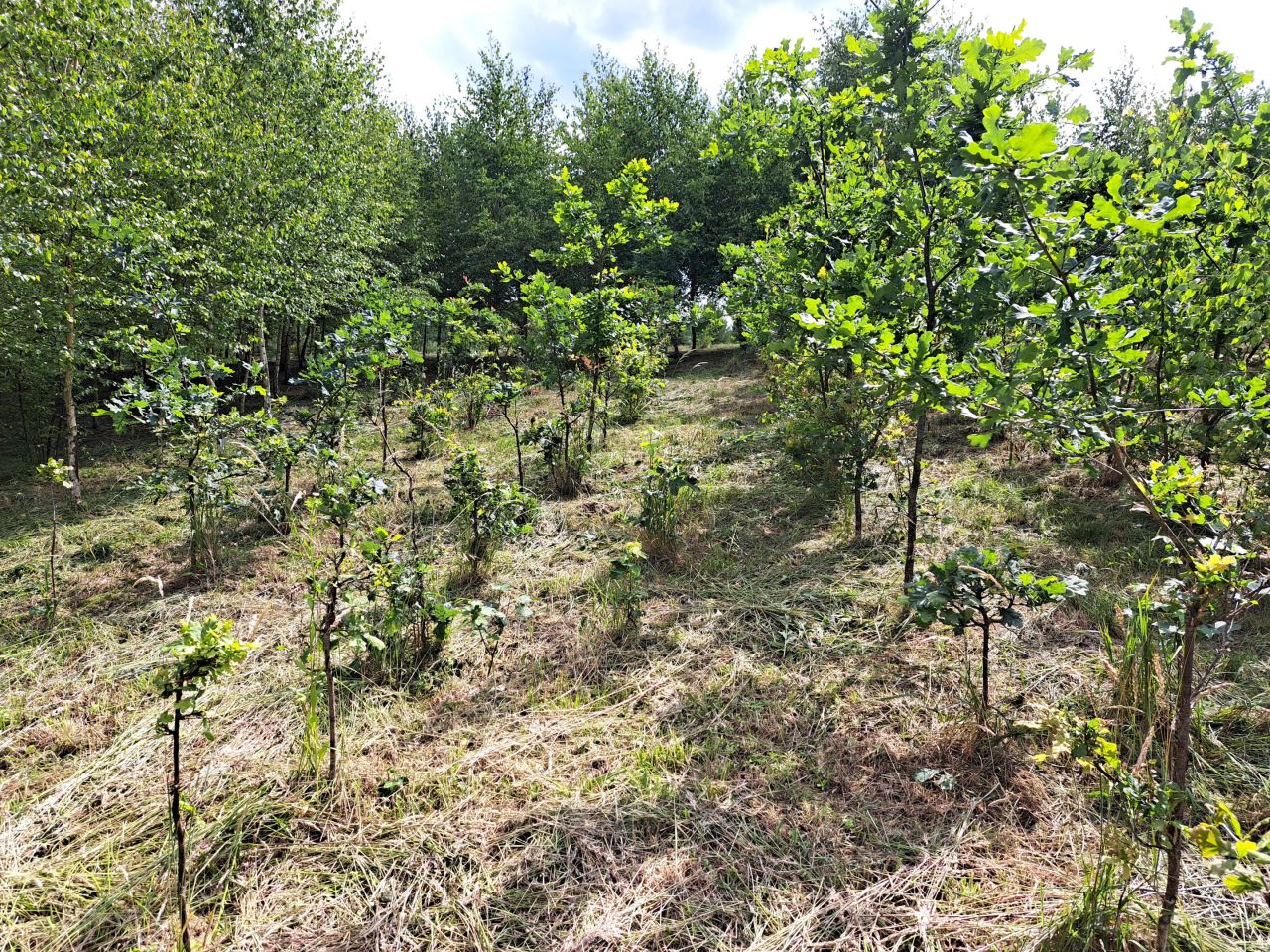 Działka rolno-budowlana Kolonia Gorzków. Zdjęcie 10