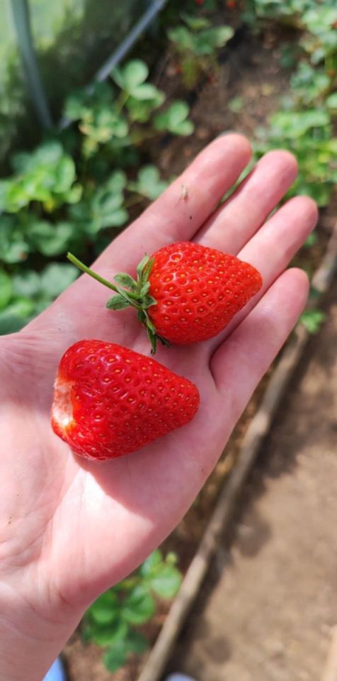 Działka rod Sosnowiec Pogoń. Zdjęcie 4