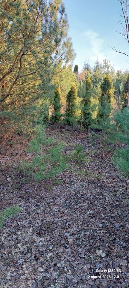 Działka budowlana Bożenkowo. Zdjęcie 3