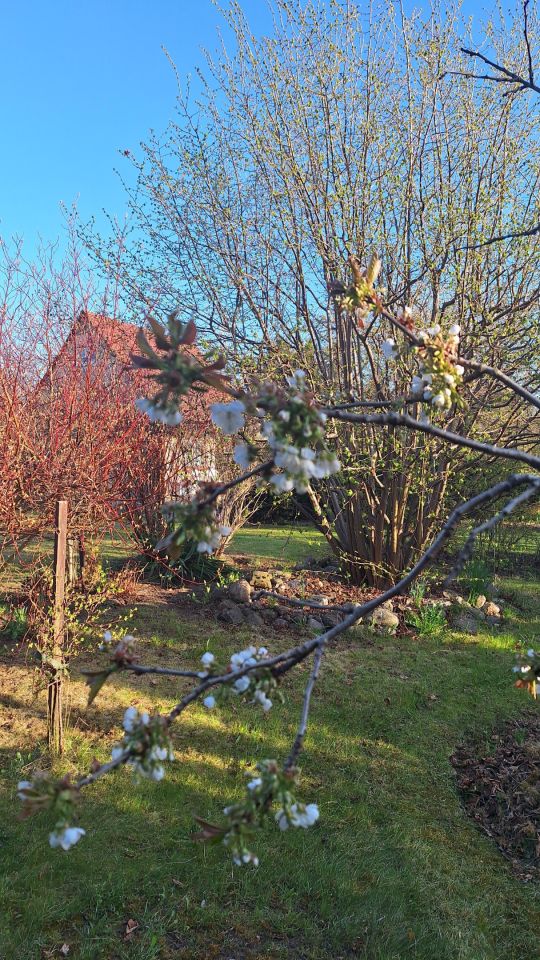 Działka rod Koszalin Północ, ul. Aleja Europejska. Zdjęcie 3