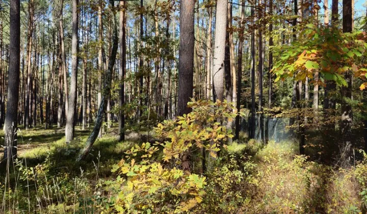 Działka rekreacyjna Nowy Żabieniec, ul. Żabieniecka