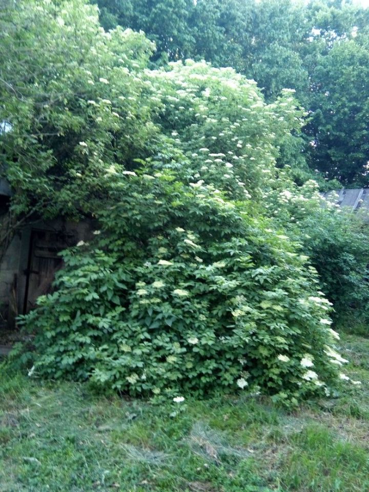 Działka siedliskowa Kajetanów. Zdjęcie 7