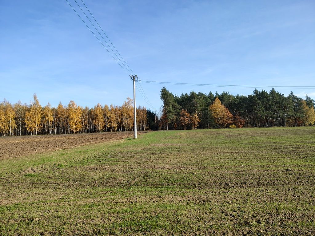 Działka rolna Zaryń. Zdjęcie 3