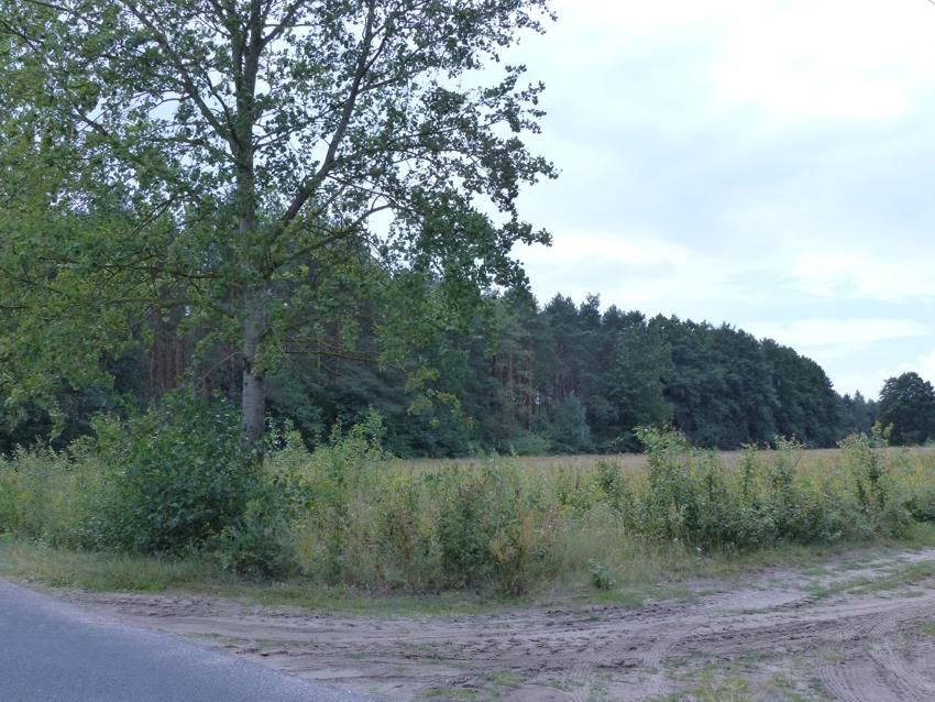 Działka rolno-budowlana Małomin. Zdjęcie 4