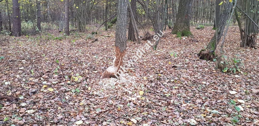 Działka siedliskowa Zimna Woda. Zdjęcie 8