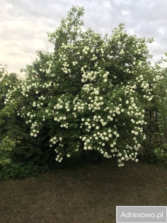Działka rod Tczew Czyżykowo, ul. Bałdowska. Zdjęcie 3