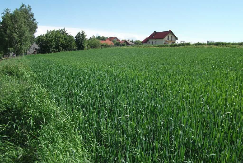 Działka rolno-budowlana Osiek, ul. Główna. Zdjęcie 4