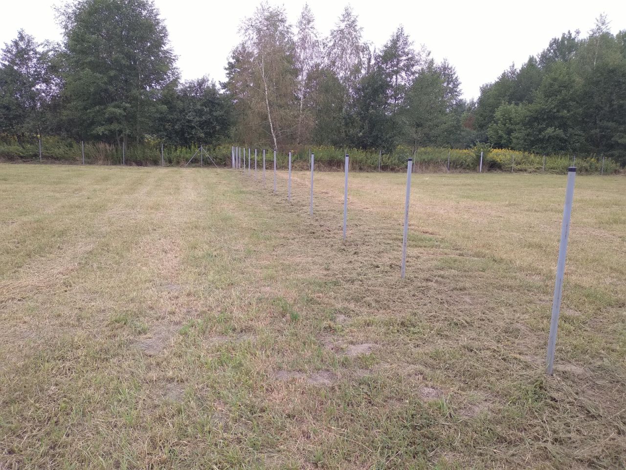 Działka rolno-budowlana Lubasz. Zdjęcie 4