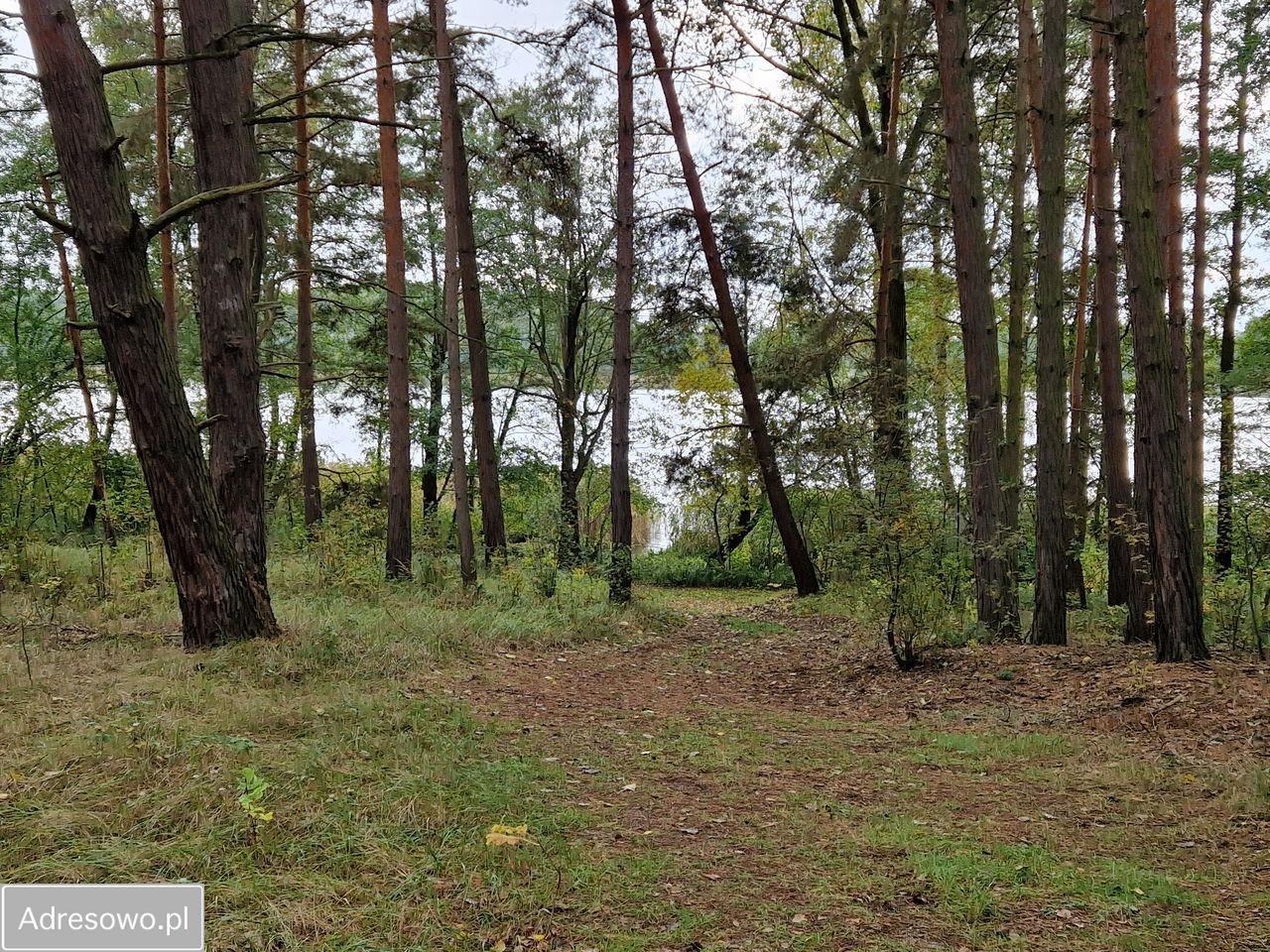 Działka Miastko, ul. Klonowa