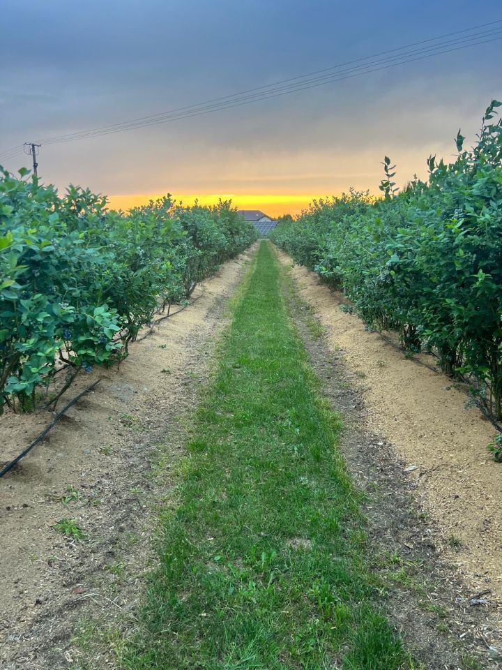 gospodarstwo Kolonia Domaszewnica. Zdjęcie 6