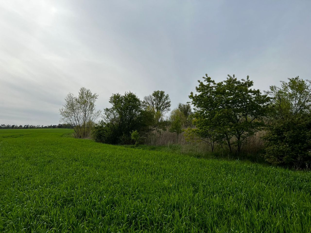 Działka rolna Kolsko, Kolsko. Zdjęcie 5