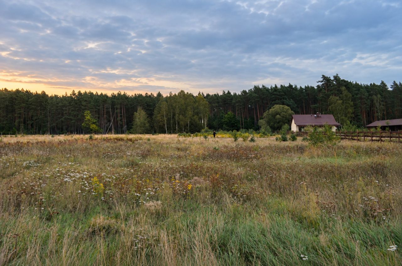 Działka rolno-budowlana Grotów. Zdjęcie 6