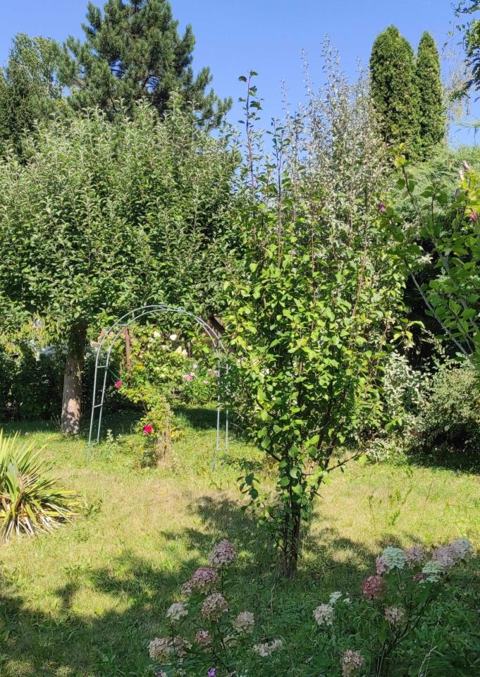 Działka rod Gliwice Sośnica. Zdjęcie 3