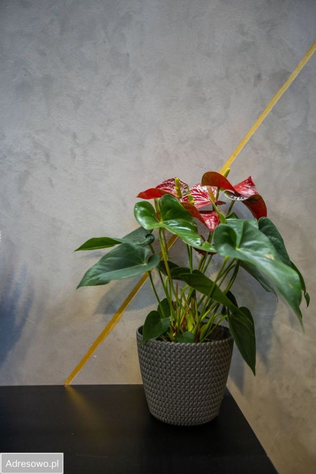 Mieszkanie 2-pokojowe Ełk, ul. Szyszkowa. Zdjęcie 15