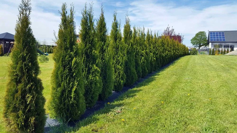 Działka budowlana Koszuty Małe. Zdjęcie 8