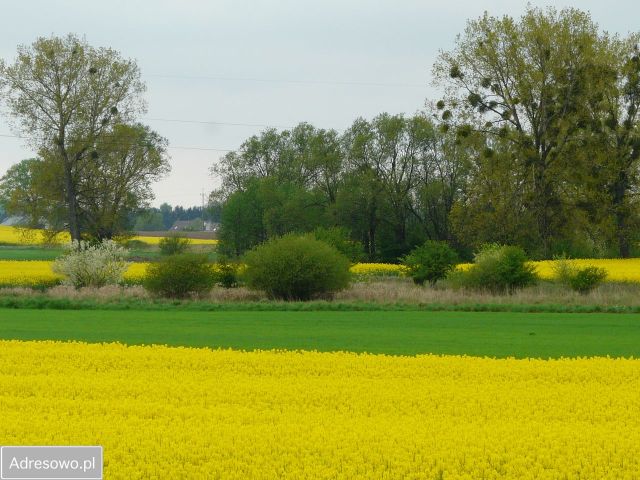 Działka budowlana Tarnowo Podgórne, ul. Rolna. Zdjęcie 1