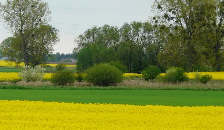 Działka budowlana Tarnowo Podgórne, ul. Rolna