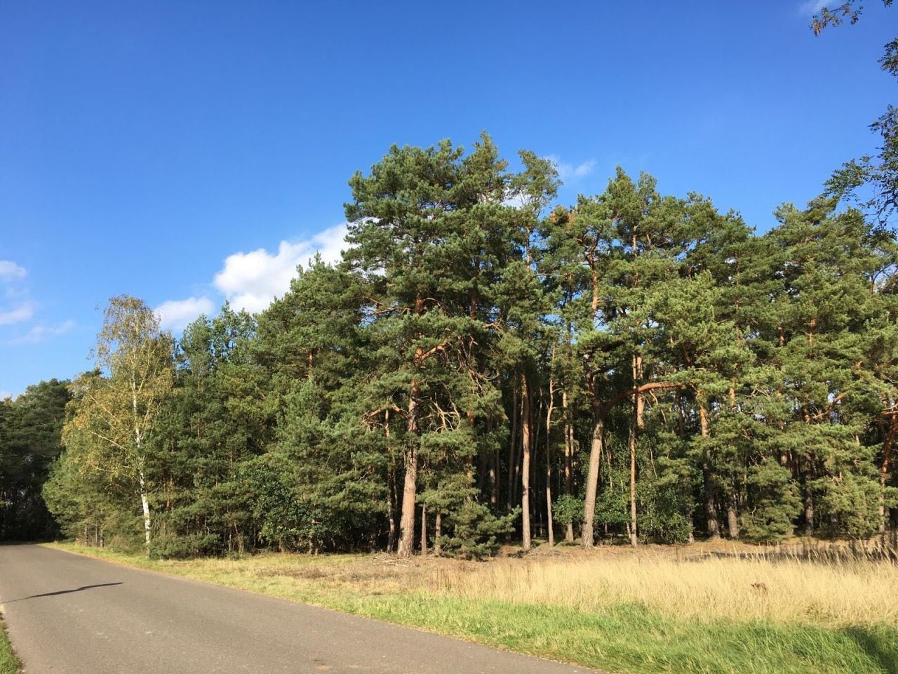 Działka siedliskowa Młyniska. Zdjęcie 7