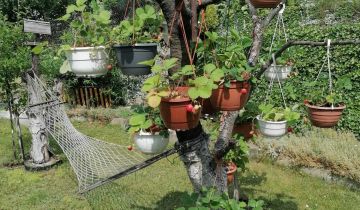 Działka rod Szczecin Podjuchy