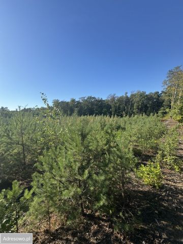 Działka budowlana Tuszyn, ul. Szpitalna. Zdjęcie 1