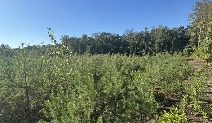 Działka budowlana Tuszyn, ul. Szpitalna