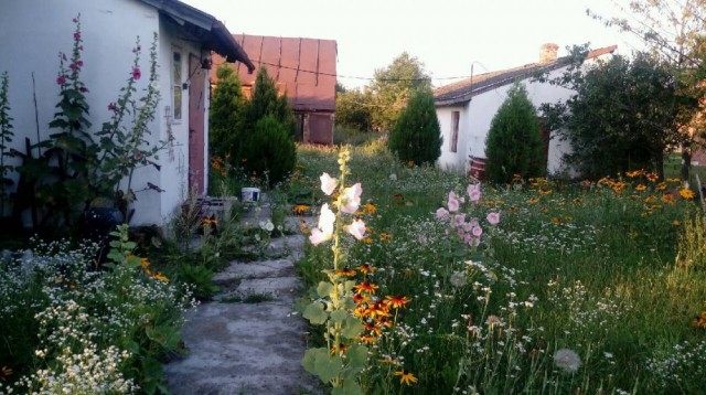 Działka rolno-budowlana Nowy Rachów. Zdjęcie 1