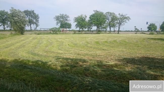 Działka siedliskowa Roztropna. Zdjęcie 5