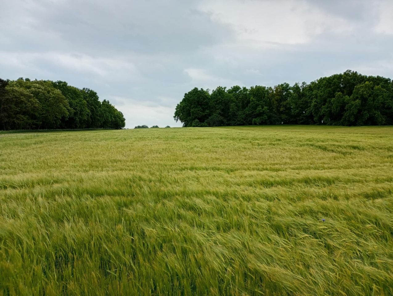 Działka rolna Giżyn