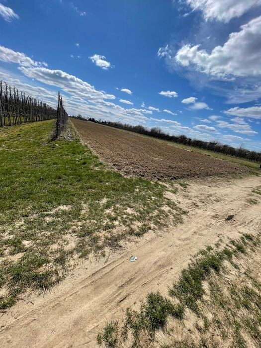 Działka siedliskowa Sobienie Szlacheckie. Zdjęcie 5