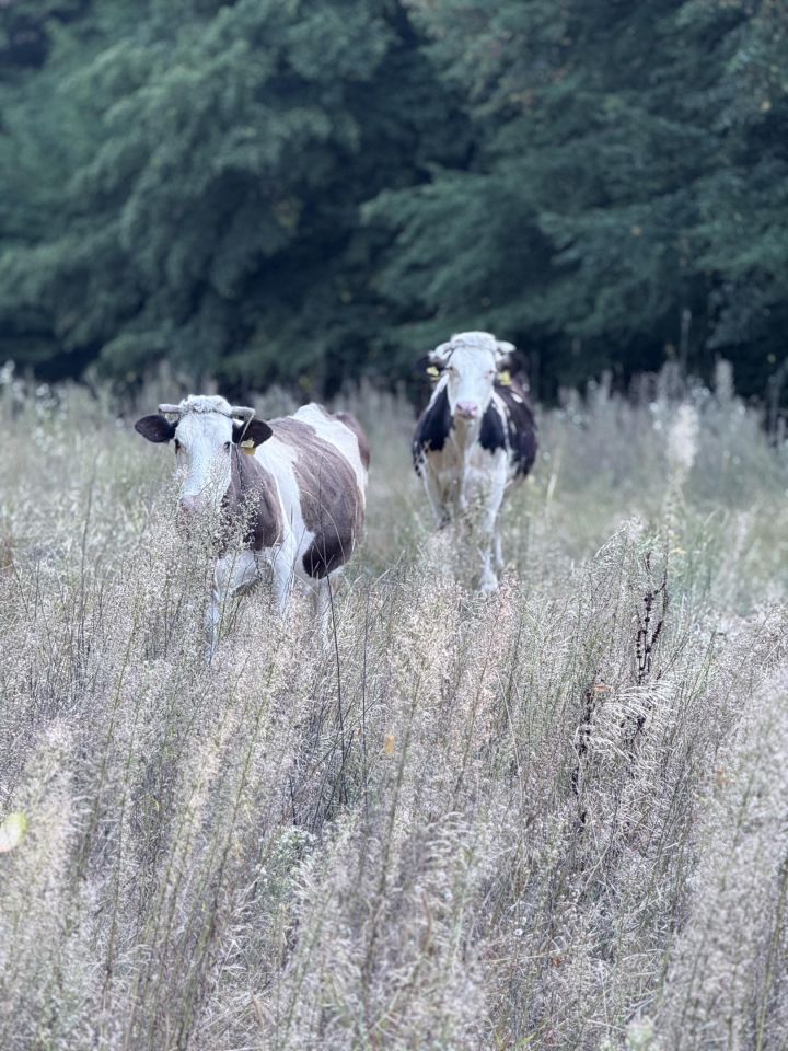 siedlisko, 3 pokoje Miętkie. Zdjęcie 10