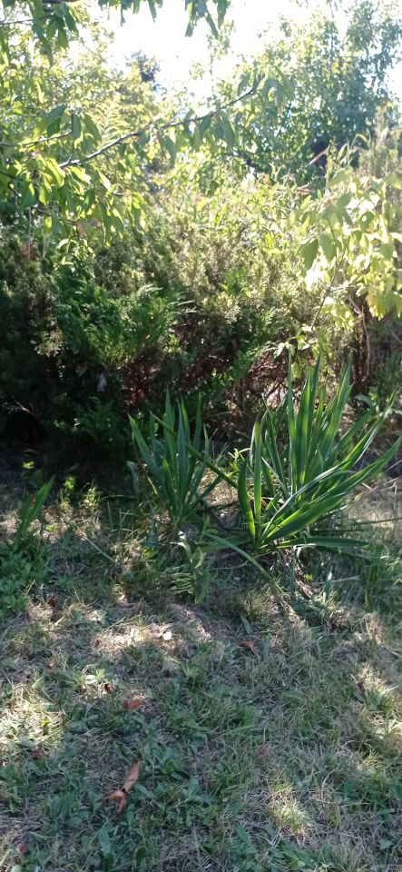 Działka rod Łódź Widzew, ul. Lodowa. Zdjęcie 38