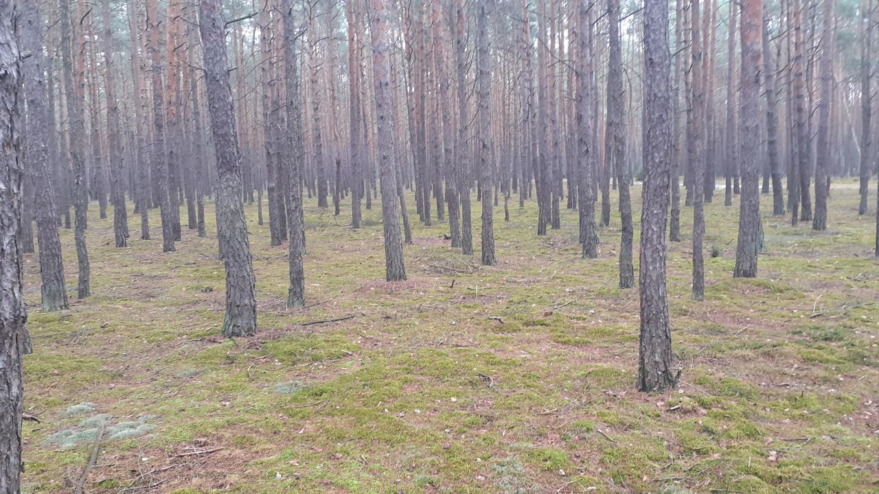 Działka leśna Polesie. Zdjęcie 7