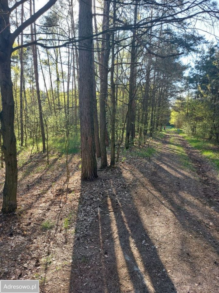 Działka leśna Drzewociny. Zdjęcie 6