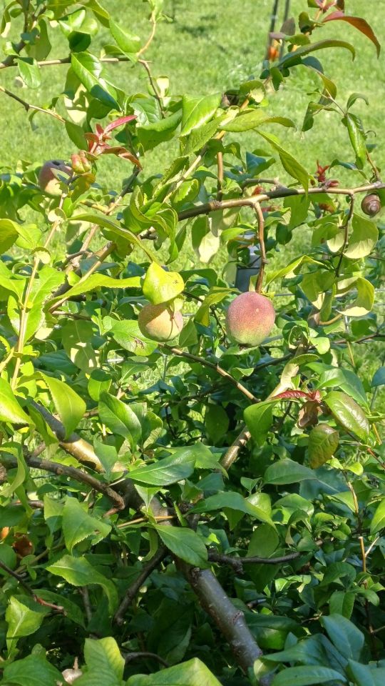 Działka rod Piła. Zdjęcie 3