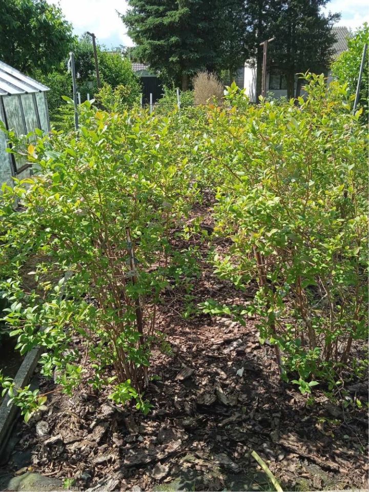 Działka rod Zelów. Zdjęcie 7